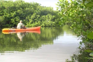 mangroves-kayak mangroves-kayak